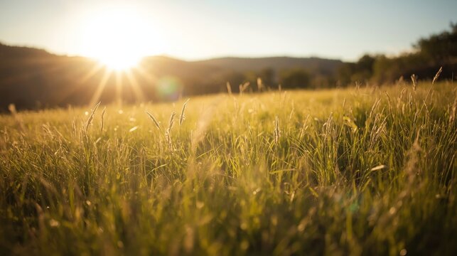 Beautiful sunrise in the mountain..Meadow landscape refreshment with sunray and golden bokeh. grassy field or hill. The sun is a powerful light source on the left, creating a strong lens flare