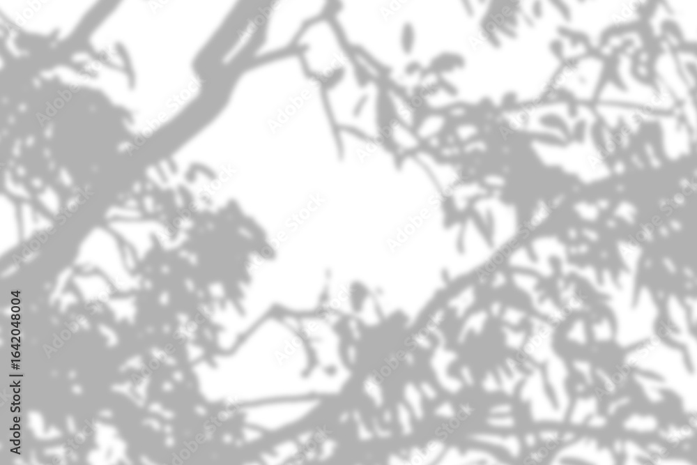 Poster soft tree branch shadows overlaying a plain white surface, offering subtle texture.