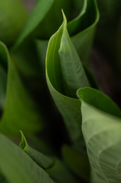 Close up of curled up Hosta plant leaves.