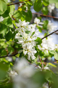 Close up of white Saskatoon blossoms and leaves. 