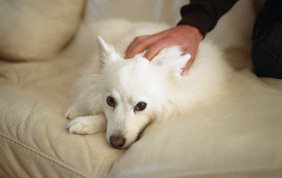 Japanese spitz dog friend resting on the sofa