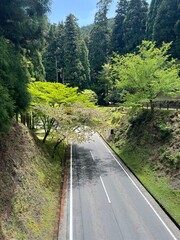 Scenic winding road through lush green forest in Japan, peaceful nature drive surrounded by trees and stone walls on a clear spring day