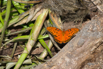 Orange butterfly on the forest floor