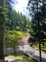 Scenic winding road through lush green forest in Japan, peaceful nature drive surrounded by trees and stone walls on a clear spring day