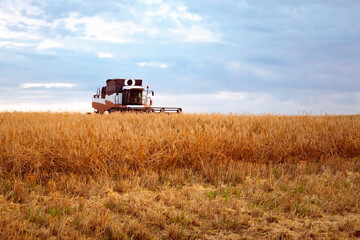 Agricultural combine harvesting sereal in a field at sunset. Agribusiness, grain harvesting