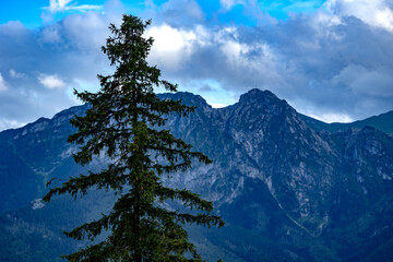 Tall pine tree in foreground with rocky mountain peaks under dramatic cloudy sky