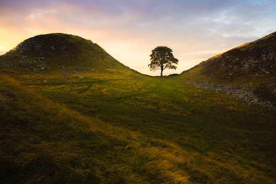 Scenic English countryside landscape of the lone tree at Sycamore Gap along Hadrian's Wall with a dramatic sunset or sunrise sky.