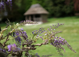 Purple wisteria flowers blooming in a garden with a small wooden hut in the background
