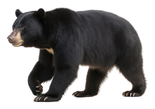 PNG Sun bear wildlife mammal animal.