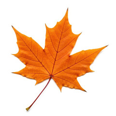 Fototapeta premium Orange maple leaf isolated on white background