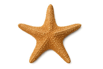 Single starfish isolated on transparent background exhibiting radial symmetry