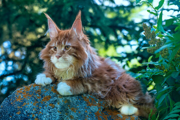 A big red maine coon kitten sitting on a stone in a forest in summer.