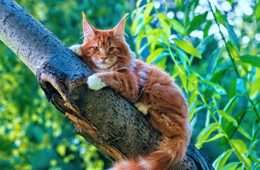 A big red maine coon kitten sitting on a tree in a forest in summer.