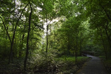 An Inviting Trail Leads Through the Lush Woods