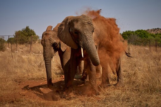 Elephant in the Savannah Taking a Dust Bath