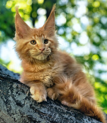 A big red maine coon kitten sitting on a tree in a forest in summer.