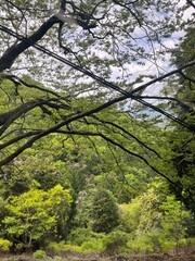 Mountain Cable Car View — Scenic Forest Hillside and City Landscape Under Cloudy Sky in Japan