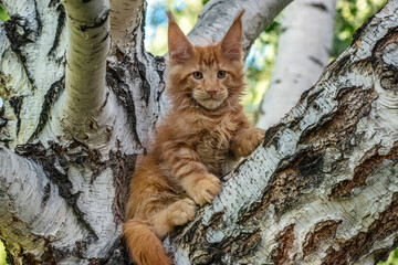 A big red maine coon kitten sitting on a tree in a forest in summer.