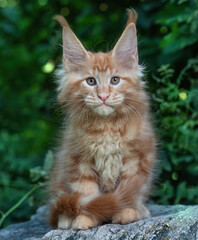A big red maine coon kitten sitting on a stone in a forest in summer.