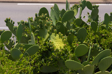 A prickly pear cactus with green pads and budding fruit is captured in a close-up, outdoor shot against a light, hazy sky during the daytime.