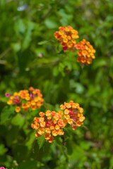 A close-up shot of a cluster of small orange and yellow flowers is captured in an outdoor setting, with a green background blurred by a shallow depth of field.