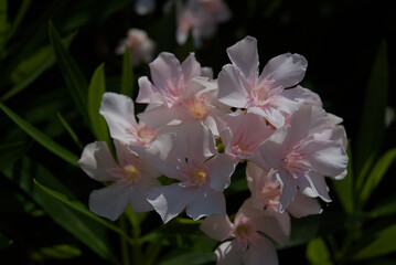 A cluster of light pink and white flowers with yellow centers is captured in a close-up shot...