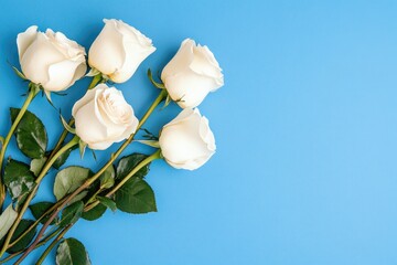 Fresh, creamy white roses on a vibrant light blue background.