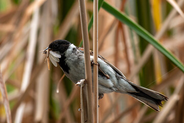 Buchfink mit Libelle