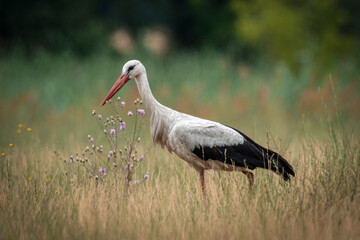 ein Storch läuft über eine Wiese