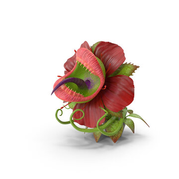 Red venus fly trap illustration