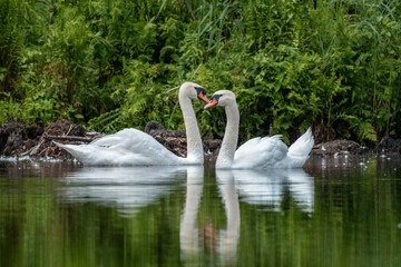 ein anmutiger Schwan