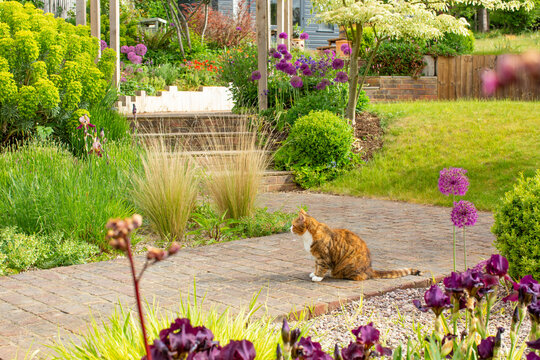 Back garden in early spring