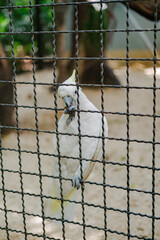 white bird in cage