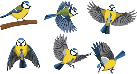 Blue tit bird illustration, flying poses, perched on branch, vibrant feathers, nature art, ornithology, wildlife study, colorful wings, motion © Ponkaj Creatives