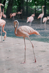 pink flamingos in the zoo, selective focus, blurred background