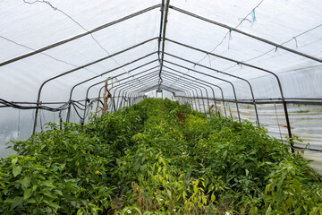 Farming in a green house
