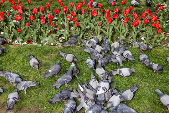 A crowd of pigeons