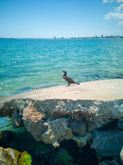 Wild cormorant bird perched on concrete rock at the sea shore with turquoise water and distant city view on the horizon. Sunny summer seascape. Selective focus.