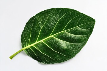 Obraz premium Close-up view of a single vibrant green leaf.