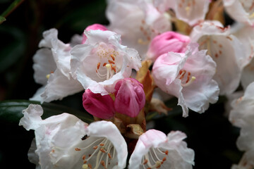 Blossoms of the rhododendron Rhododendron yakushimanum