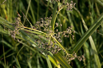 Inflorescence of a wood clubrush, Scirpus sylvaticus