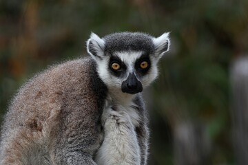 カメラ目線のワオキツネザルの顔のアップ