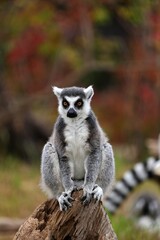 朽ち木の上に座ったカメラ目線のワオキツネザル