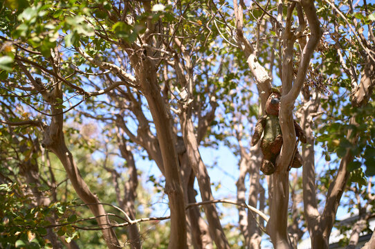 Australian 'Drop Bear' hiding in a tree