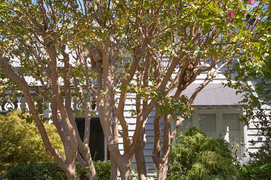 Australian 'Drop Bear' hiding in a tree