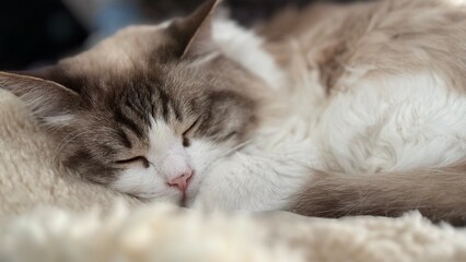 Kot, Ragdoll