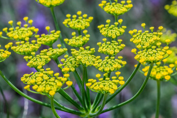 Hinojo Silvestre - Foeniculum Vulgare