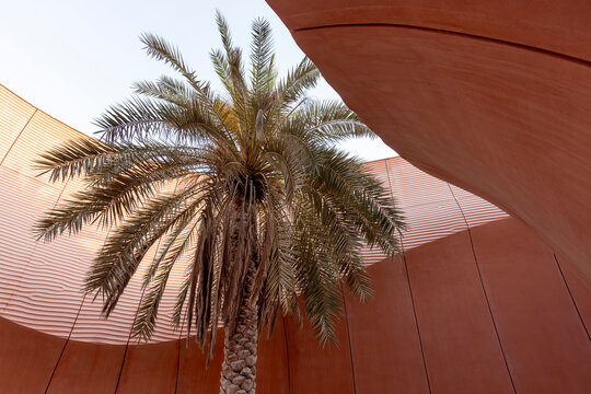 Palm tree in concrete structure in Masdar city, Abu Dhabi, UAE