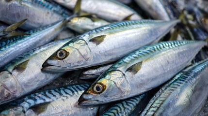 Obraz premium Fresh mackerel fish are displayed at a local market, glistening with moisture as vendors prepare them for sale during the bustling early morning hours.