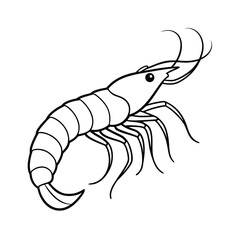 detailed shrimp outline vector illustration on white background 